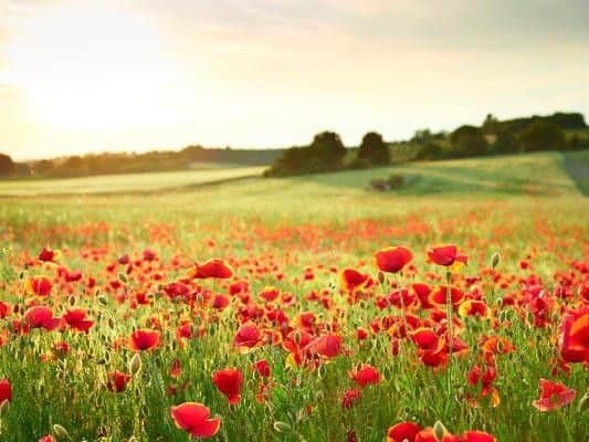 Remembrance Sunday, or Armistice Day, with be shortly upon us, with many choosing to wear a red poppy in memory of those who died at war