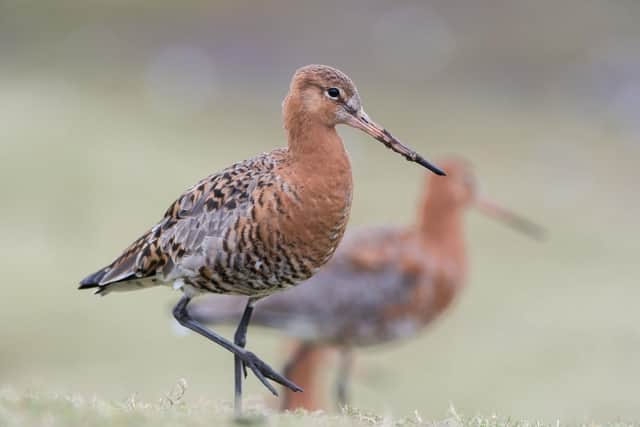Godwits head to the Solent in the winter for its balmier climate