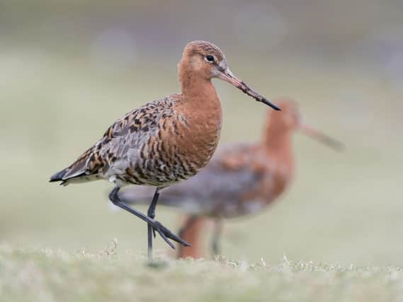 Godwits head to the Solent in the winter for its balmier climate