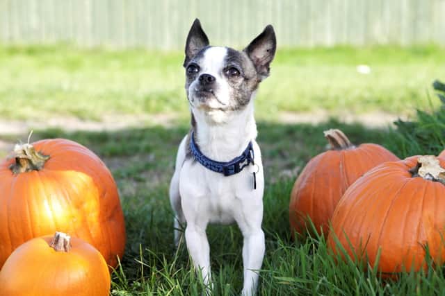 It's Halloween!