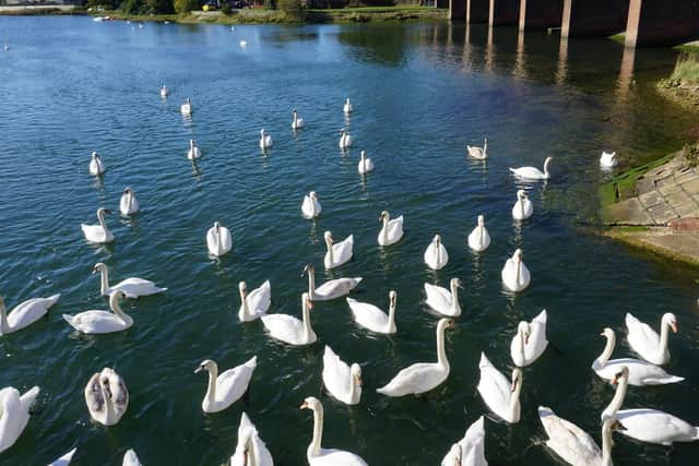 Swans on Fareham Creek