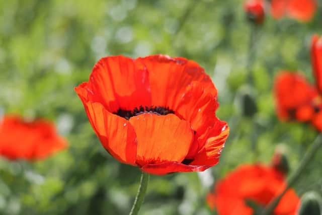 All those who lost their lives in wars will be remembered on Sunday, November 11