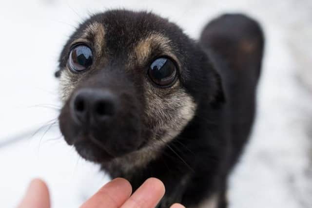 Laws all dog owners should know