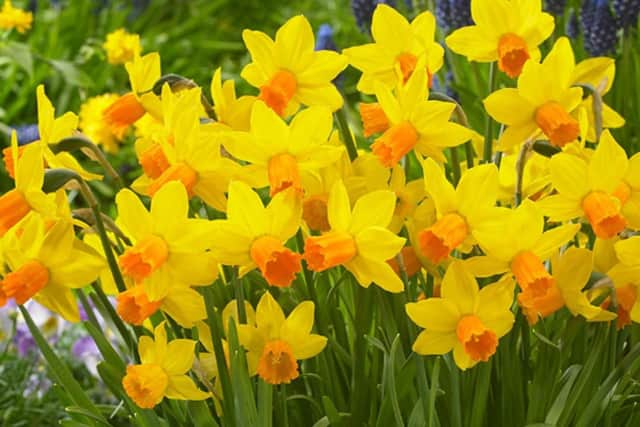 A whole host of spring...