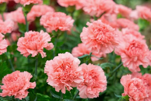 Carnations.