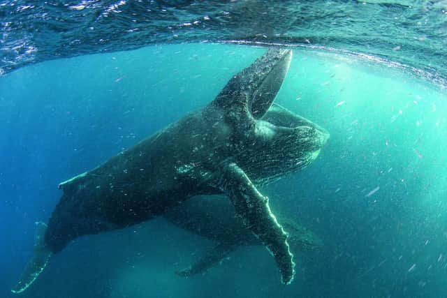 Humpback whale feeding near Cape Town in new Netflix show Our Planet. Picture: Netflix/PA Wire