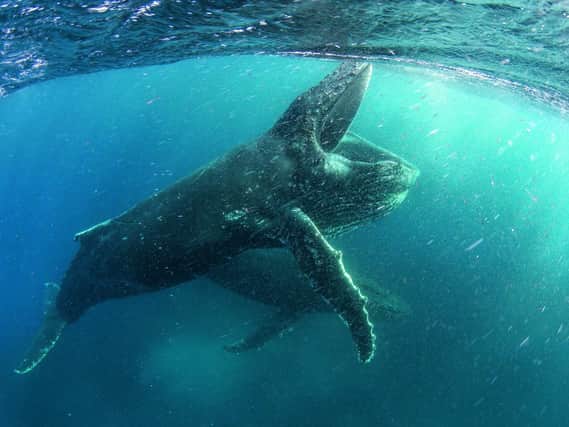 Humpback whale feeding near Cape Town in new Netflix show Our Planet. Picture: Netflix/PA Wire