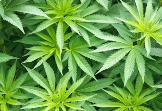 Could legalisation be the way to control cannabis - and make money from it?