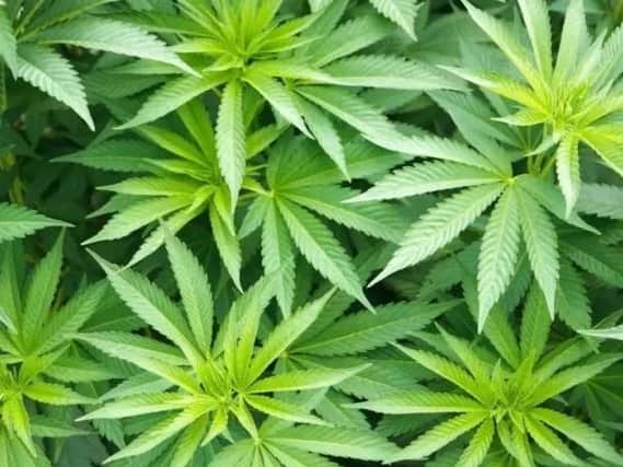 Could legalisation be the way to control cannabis - and make money from it?