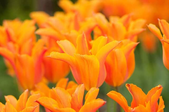 Orange ballerina tulips.