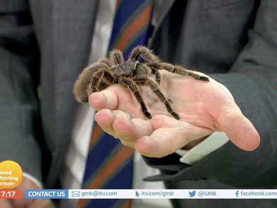 Piers Morgan holding a tarantula on Good Morning Britain. Picture: ITV/PA Wire