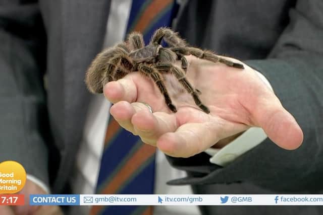 Piers Morgan holding a tarantula on Good Morning Britain. Picture: ITV/PA Wire