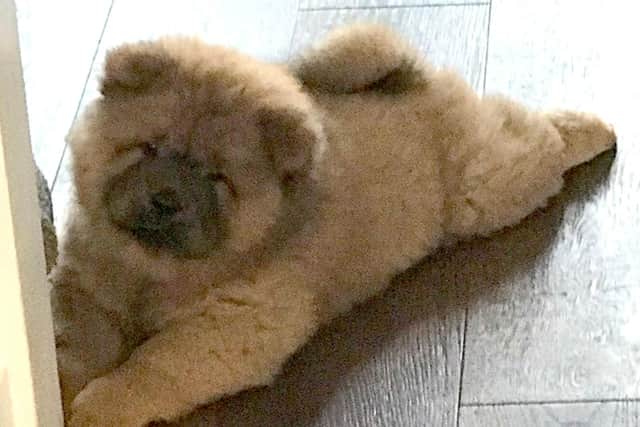 Bungle the chow chow has been released by Northamptonshire Police. Picture: Mark Collins PR/PA Wire