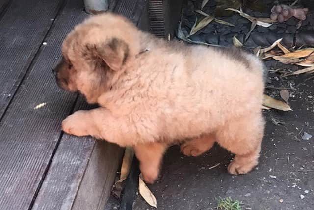 Bungle the chow chow can now go home and be reunited with his family. Picture: Mark Collins PR/PA Wire