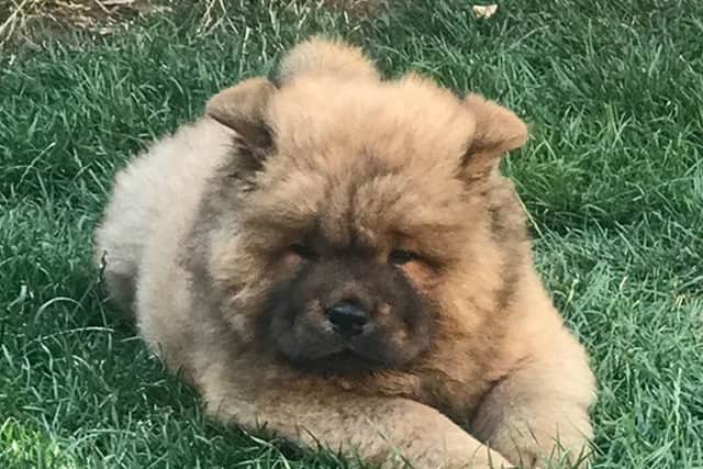 Bungle was seized after biting a police officer twice on Saturday, November 17. Picture: Mark Collins PR/PA Wire