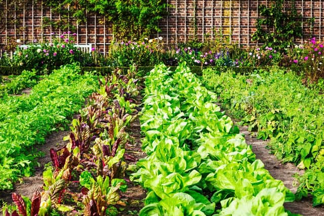 Treat your soil right and your allotment could look like this.