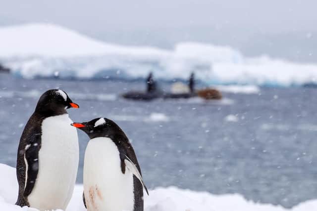 Pictured here are two penguins at Port Lockroy with HMS Protector's Zodiac seaboat in the background.