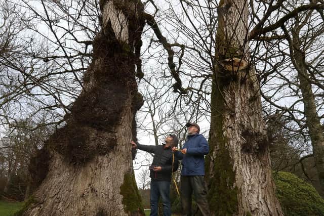 Shipwright Dominic Mills (left), alongside Timber sawmill specialist Will Bullough, carries out an assessment of elm trees on the Haddo Estate in Aberdeenshire. Picture: Andrew Milligan/PA Wire
