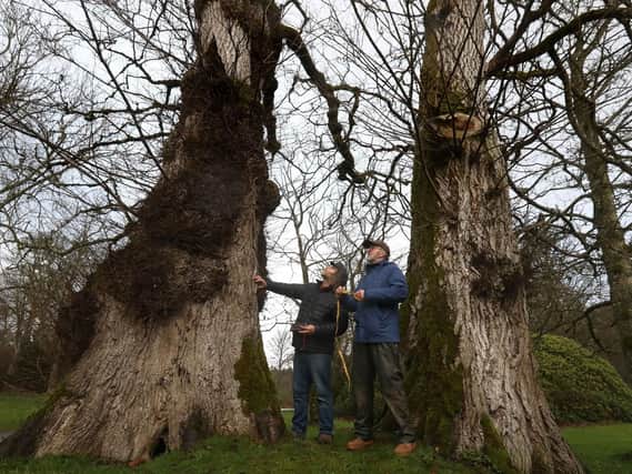 Shipwright Dominic Mills (left), alongside Timber sawmill specialist Will Bullough, carries out an assessment of elm trees on the Haddo Estate in Aberdeenshire. Picture: Andrew Milligan/PA Wire