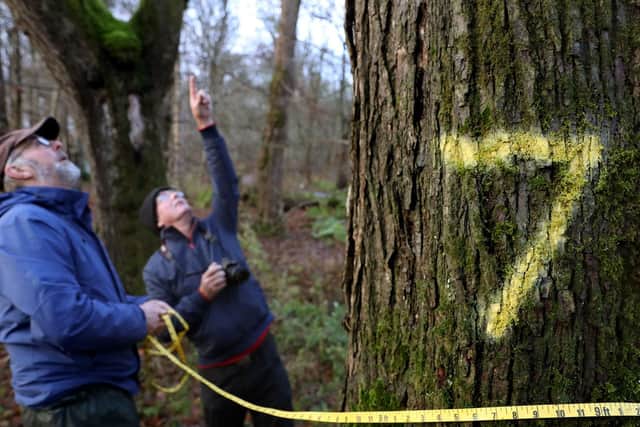 National Museum Shipwright Ian Setterfield (right), alongside Timber sawmill specialist Will Bullough, carries out an assessment of elm trees on the Haddo Estate in Aberdeenshire. Picture: Andrew Milligan/PA Wire