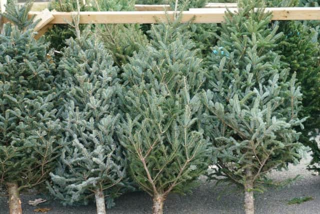 Where will you be buying a Christmas tree this year?