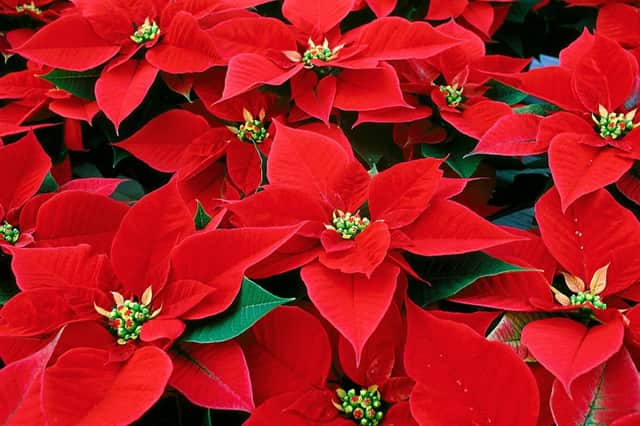 Potted pointsettia