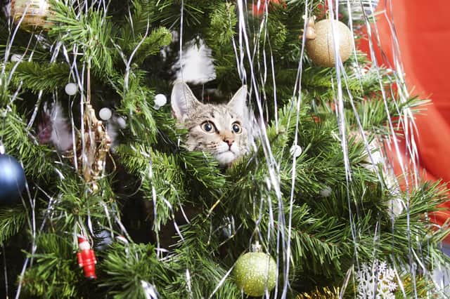 BEWARE: Momoko the cat will wreck the tree