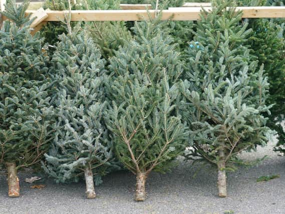 Many councils across the Portsmouth area offer a recycling service for Christmas trees