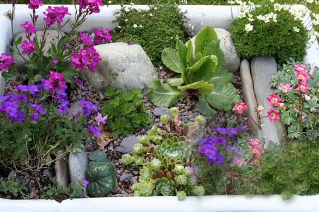 A Butler sink filled with alpine plants.