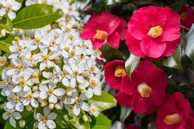 Plant choisya and camellia seven feet apart.