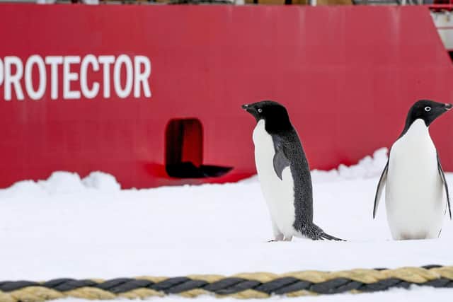 Pictured here are some curious penguins in front of HMS Protector. Photo: Royal Navy