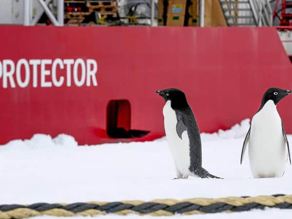 Pictured here are some curious penguins in front of HMS Protector. Photo: Royal Navy