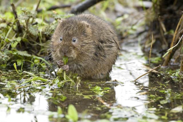 The water vole is under threat