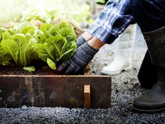 Many people now opt to grow their own fruit and veg, as opposed to buying them elsewhere, with endless opportunities in what can be grown in your own back garden or allotment