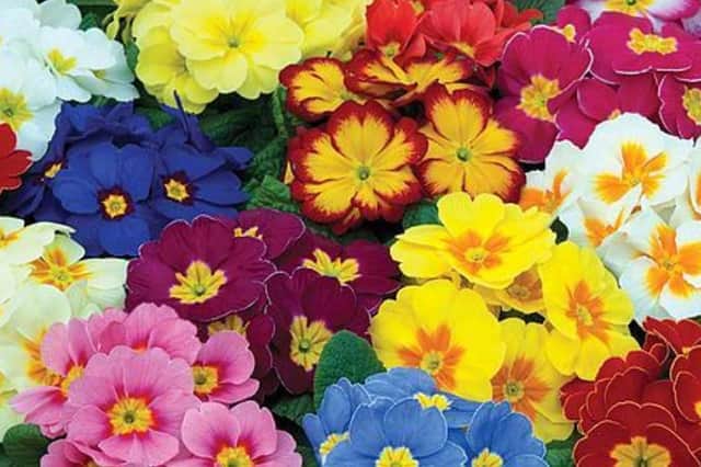 Now is a good time to sow polyanthus seed for spring 2020.