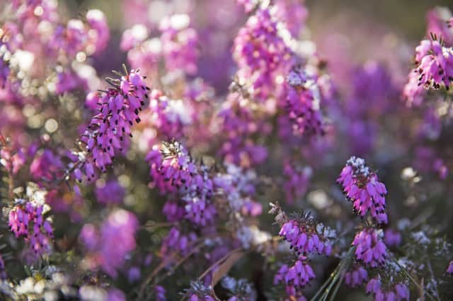 Winter flowering heathers are great to see this time of year, says Brian Kidd.