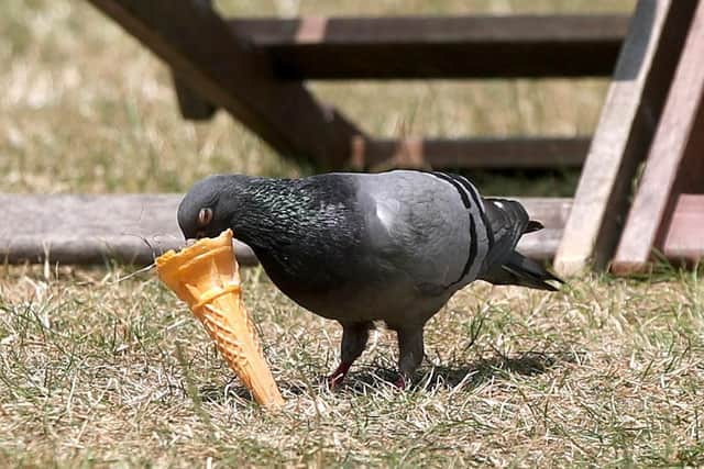 People are being warned that pigeon droppings could be carrying a fungal infection. Picture: Yui Mok/PA Wire