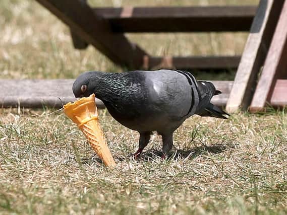People are being warned that pigeon droppings could be carrying a fungal infection. Picture: Yui Mok/PA Wire