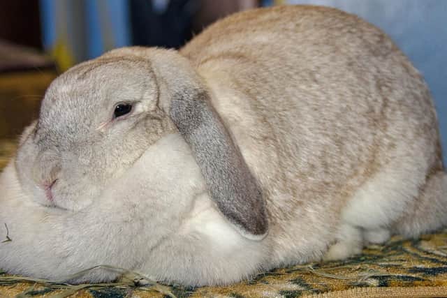 CAP: Fat Rabbit