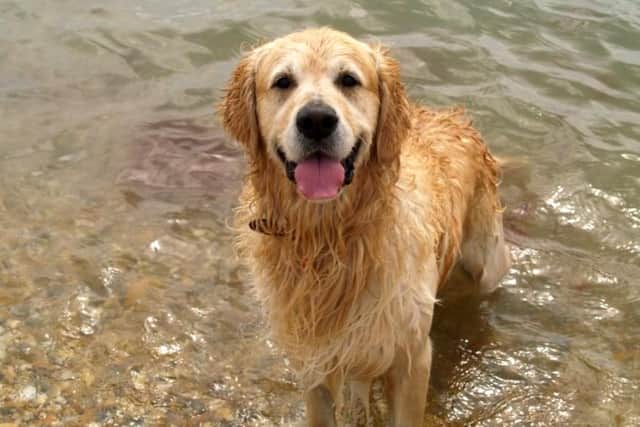 Rick Jackson's beloved dog Harvey.