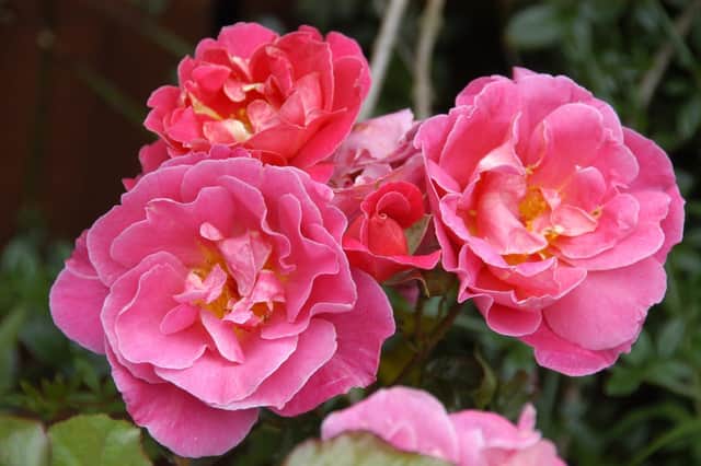 Brian says February is the perfect time to plant roses.