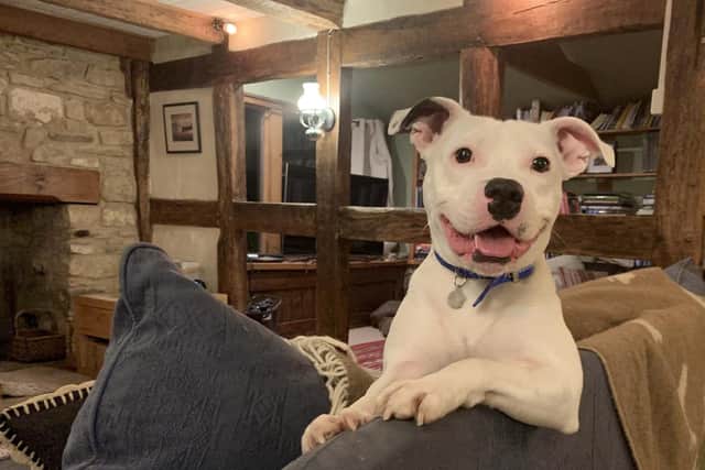 Snoop is settling into his new home in Herefordshire and is now considered a regular at his local pub. Picture: RSPCA/PA Wire