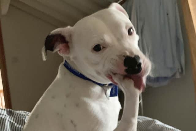 Snoop bonded with his new owner instantly. But he is still afraid to get into cars. Picture: RSPCA/PA Wire