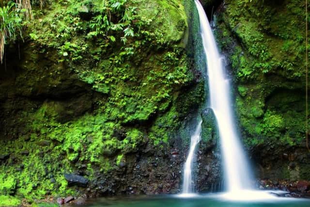 The Emerald Pool in Dominica.