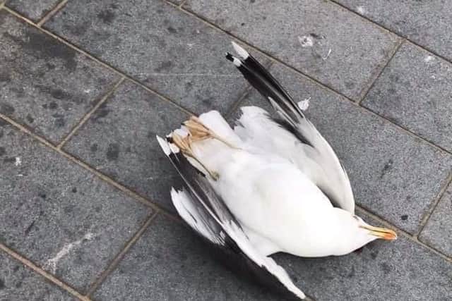 The gull who was killed by Jones. Picture: RSPCA/PA Wire