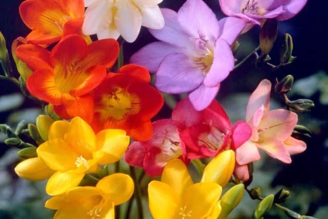 Plant some freesias now, says Brian Kidd.