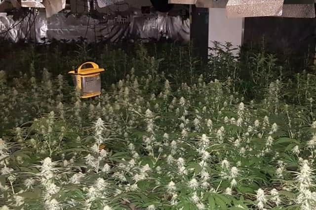 A large number of cannabis plants were discovered in an abandoned cafe in West Sussex by police. Picture: Sussex police