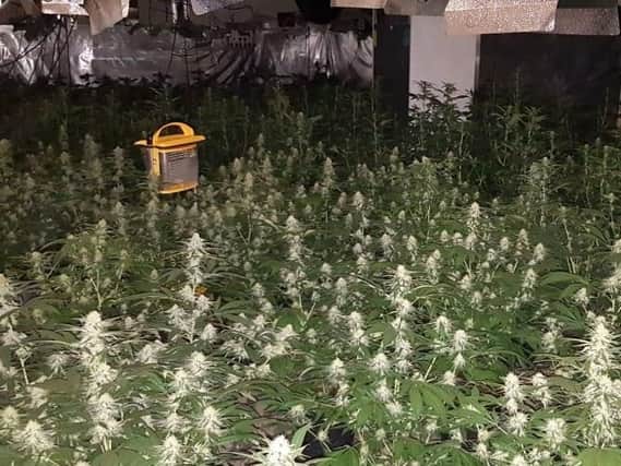 A large number of cannabis plants were discovered in an abandoned cafe in West Sussex by police. Picture: Sussex police