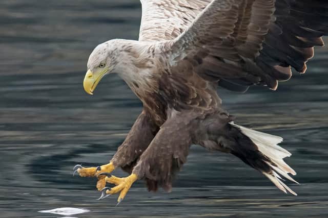 White-tailed eagles are being reintroduced to the Isle of Wight for the first time in over two centuries. Picture: Mike Crutch/Forestry England/PA Wire