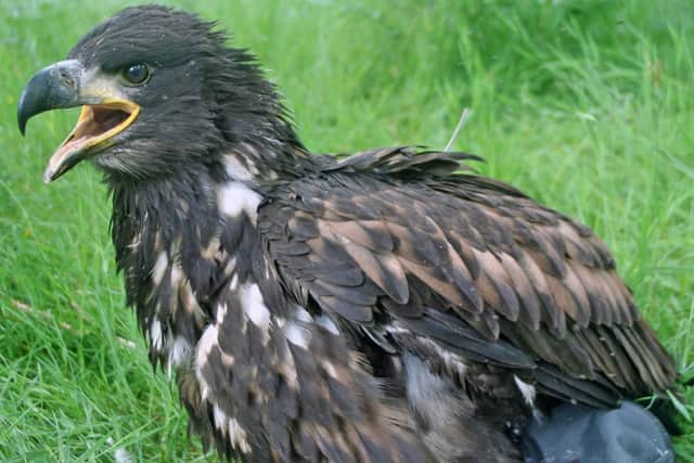 The birds were wiped out in the 18th century. Picture: Roy Dennis/Wildlife Foundation/PA Wire